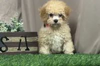 Bentley, a male Poodle - Miniature  for sale in Atkinson, NE – 4 of 6