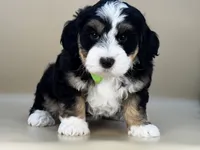 Moose, a male Bernedoodle for sale in Atkinson, NE – 3 of 7