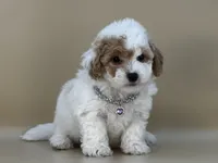 Willow, a female Bernedoodle for sale in Atkinson, NE – 5 of 8
