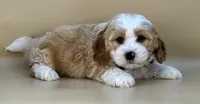 Barley, a male Bernedoodle for sale in Atkinson, NE – 4 of 8