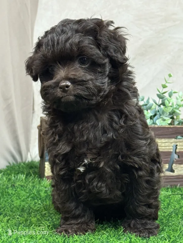 Joey – Shihpoo puppy for sale in Atkinson, NE