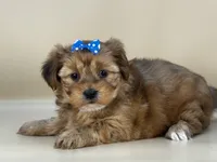 Rose, a female Shorkie for sale in Atkinson, NE – 4 of 10