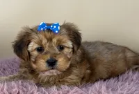 Rose, a female Shorkie for sale in Atkinson, NE – 8 of 10