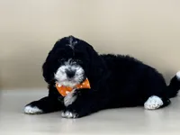 Walter, a male Bernedoodle for sale in Atkinson, NE – 9 of 9