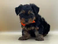 Charlie, a male Yorkshire Terrier for sale in Atkinson, NE – 9 of 9