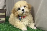 Bentley, a male Poodle - Miniature  for sale in Atkinson, NE – 3 of 6