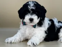 Yeti, a male Bernedoodle for sale in Atkinson, NE – 5 of 5