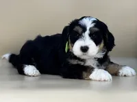 Moose, a male Bernedoodle for sale in Atkinson, NE – 2 of 7