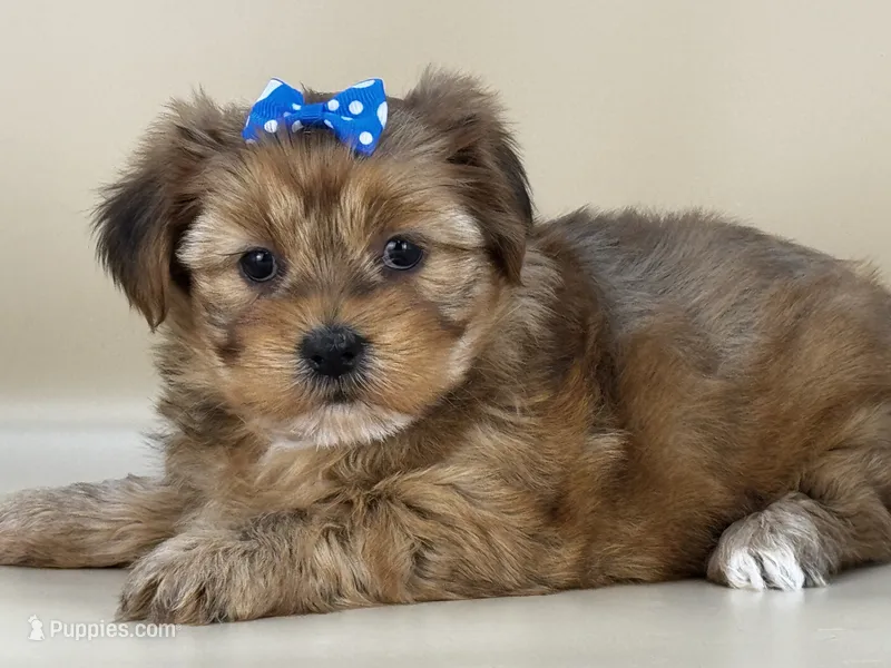 Rose – Shorkie puppy for sale in Atkinson, NE