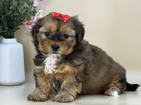 Penny, a female Shorkie for sale in Atkinson, NE – 10 of 10