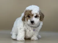 Willow, a female Bernedoodle for sale in Atkinson, NE – 4 of 8