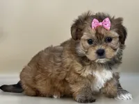 Sophie, a female Shorkie for sale in Atkinson, NE – 2 of 5