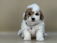 Willow, a female Bernedoodle for sale in Atkinson, NE – 6 of 8