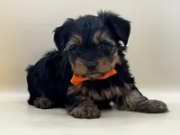 Charlie, a male Yorkshire Terrier for sale in Atkinson, NE – 2 of 9