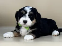 Moose, a male Bernedoodle for sale in Atkinson, NE – 6 of 7