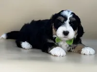 Moose, a male Bernedoodle for sale in Atkinson, NE – 5 of 7