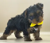 Max, a male Yorkshire Terrier for sale in Atkinson, NE – 3 of 6