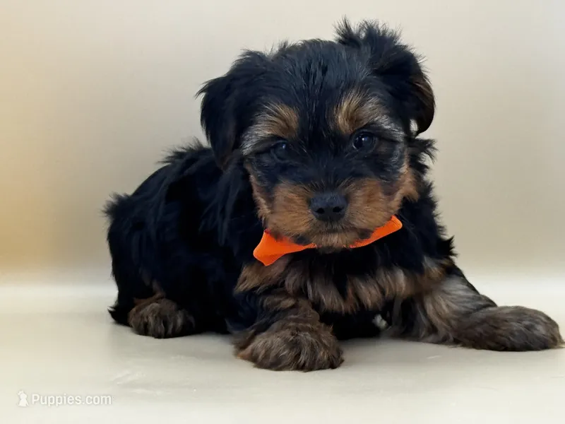 Charlie – Yorkshire Terrier puppy for sale in Atkinson, NE