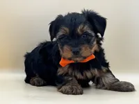 Charlie, a male Yorkshire Terrier for sale in Atkinson, NE – 3 of 9