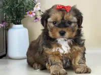 Penny, a female Shorkie for sale in Atkinson, NE – 4 of 10