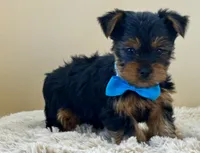 Milo, a male Yorkshire Terrier for sale in Atkinson, NE – 4 of 6