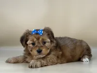 Rose, a female Shorkie for sale in Atkinson, NE – 10 of 10