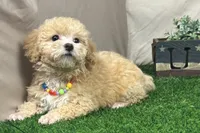 Pearl, a female Poodle - Miniature  for sale in Atkinson, NE – 4 of 5