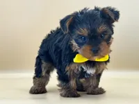 Max, a male Yorkshire Terrier for sale in Atkinson, NE – 6 of 6