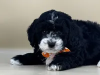 Walter, a male Bernedoodle for sale in Atkinson, NE – 6 of 9