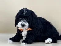 Walter, a male Bernedoodle for sale in Atkinson, NE – 7 of 9