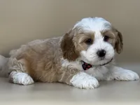 Barley, a male Bernedoodle for sale in Atkinson, NE – 6 of 8
