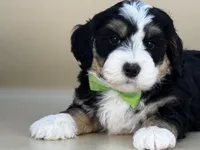 Moose, a male Bernedoodle for sale in Atkinson, NE – 4 of 7