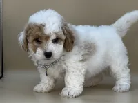 Willow, a female Bernedoodle for sale in Atkinson, NE – 8 of 8