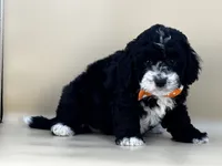 Walter, a male Bernedoodle for sale in Atkinson, NE – 4 of 9