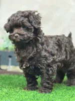 Joey, a male Shihpoo for sale in Atkinson, NE – 7 of 8