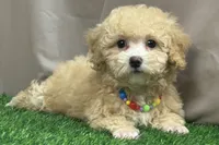 Pearl, a female Poodle - Miniature  for sale in Atkinson, NE – 3 of 5