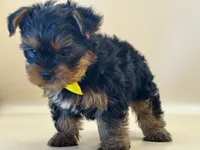Max, a male Yorkshire Terrier for sale in Atkinson, NE – 5 of 6