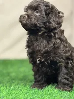 Joey, a male Shihpoo for sale in Atkinson, NE – 2 of 8