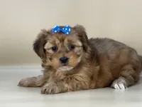 Rose, a female Shorkie for sale in Atkinson, NE – 3 of 10