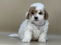 Willow, a female Bernedoodle for sale in Atkinson, NE – 3 of 8