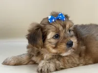 Rose, a female Shorkie for sale in Atkinson, NE – 9 of 10