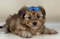 Rose, a female Shorkie for sale in Atkinson, NE – 5 of 10