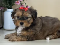 Penny, a female Shorkie for sale in Atkinson, NE – 6 of 10