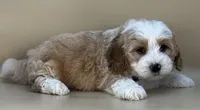 Barley, a male Bernedoodle for sale in Atkinson, NE – 5 of 8
