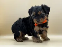 Charlie, a male Yorkshire Terrier for sale in Atkinson, NE – 6 of 9