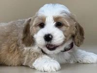 Barley, a male Bernedoodle for sale in Atkinson, NE – 2 of 8