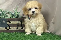 Bentley, a male Poodle - Miniature  for sale in Atkinson, NE – 5 of 6