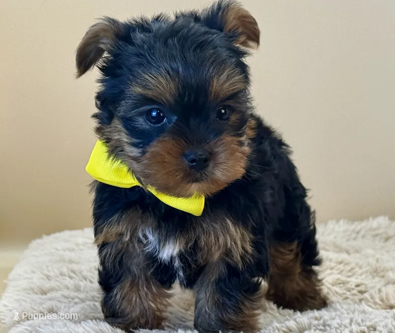 Max – Yorkshire Terrier puppy for sale in Atkinson, NE