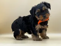 Charlie, a male Yorkshire Terrier for sale in Atkinson, NE – 4 of 9