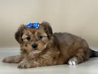 Rose, a female Shorkie for sale in Atkinson, NE – 7 of 10